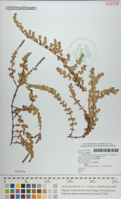 中文種名:水豬母乳學名:Rotala rotundifolia (Wall. ex Roxb.) Koehne
