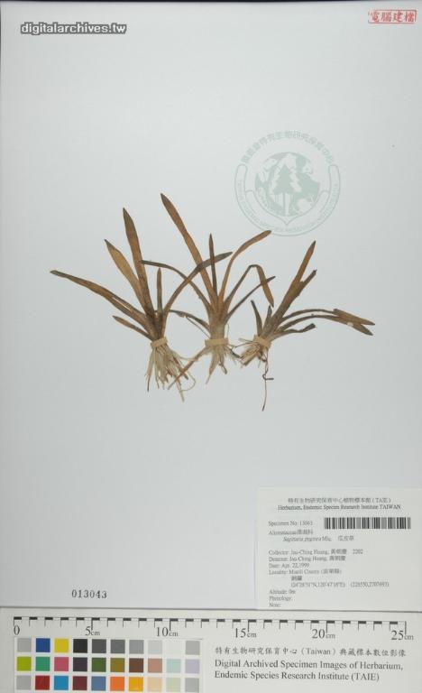 中文種名:瓜皮草學名:Sagittaria pygmea Miq.