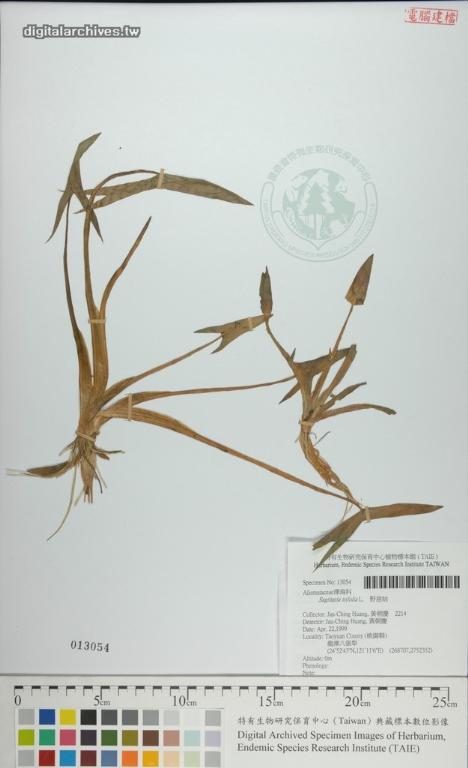 中文種名:野慈姑學名:Sagittaria trifolia L.