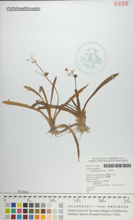 中文種名:瓜皮草學名:Sagittaria pygmea Miq.