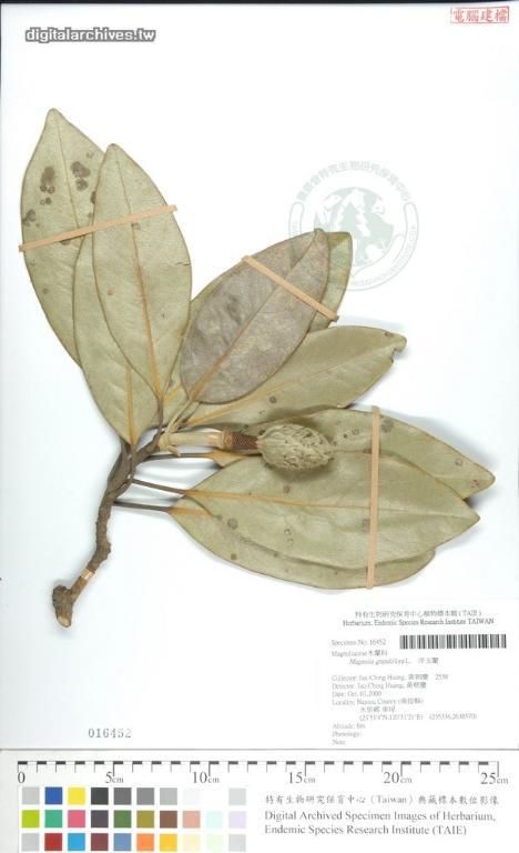 中文種名:洋玉蘭學名:Magnolia grandiflora L.
