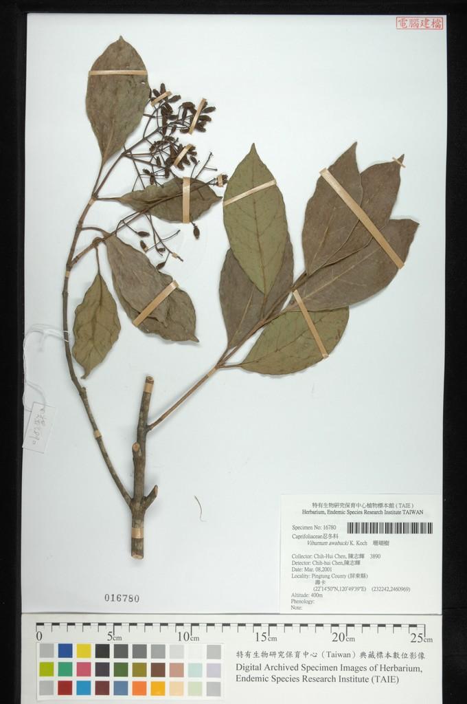中文種名:珊瑚樹學名:Viburnum awabucki K. Koch
