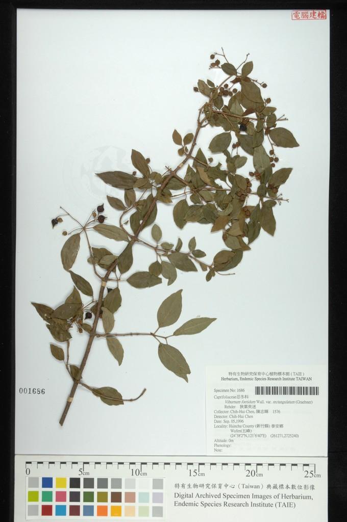 中文種名:狹葉莢迷學名:Viburnum foetidum Wall. var. rectangulatum (Graebner) Rehder
