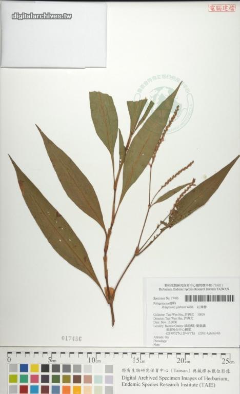 中文種名:紅辣蓼學名:Polygonum glabrum Willd.