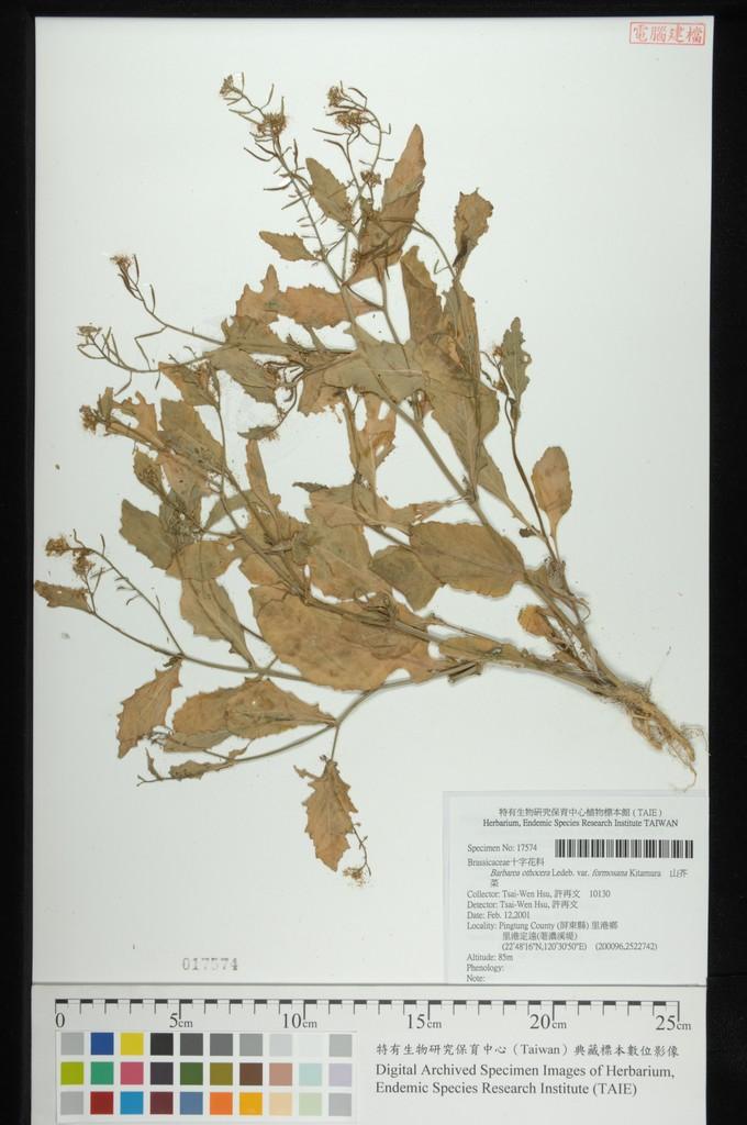 中文種名:山芥菜學名:Barbarea othocera Ledeb. var. formosana Kitamura