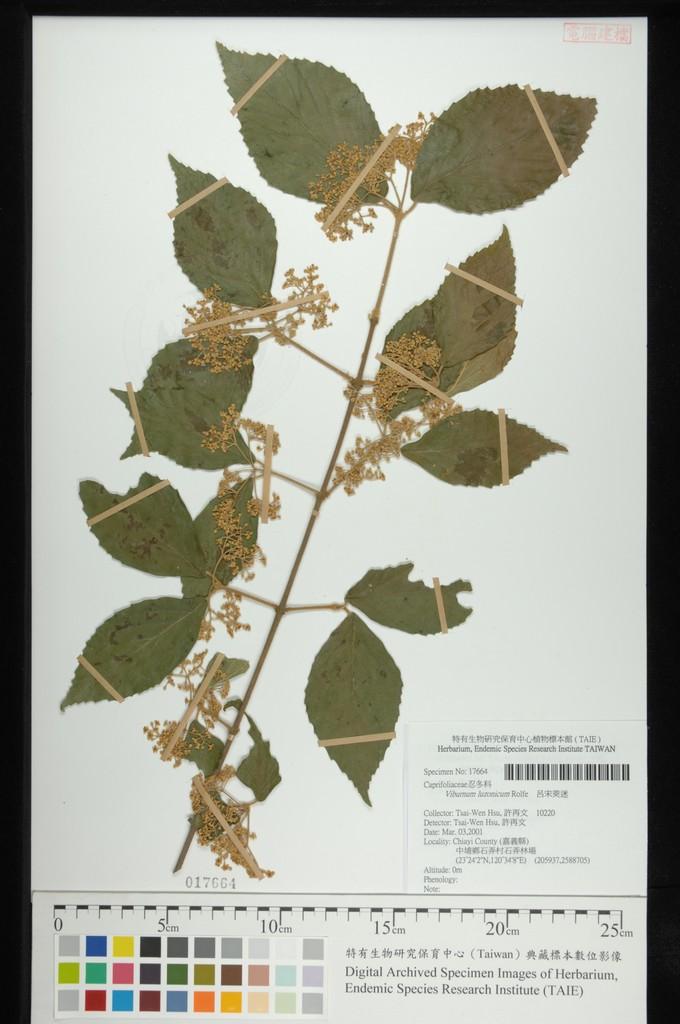 中文種名:呂宋莢迷學名:Viburnum luzonicum Rolfe