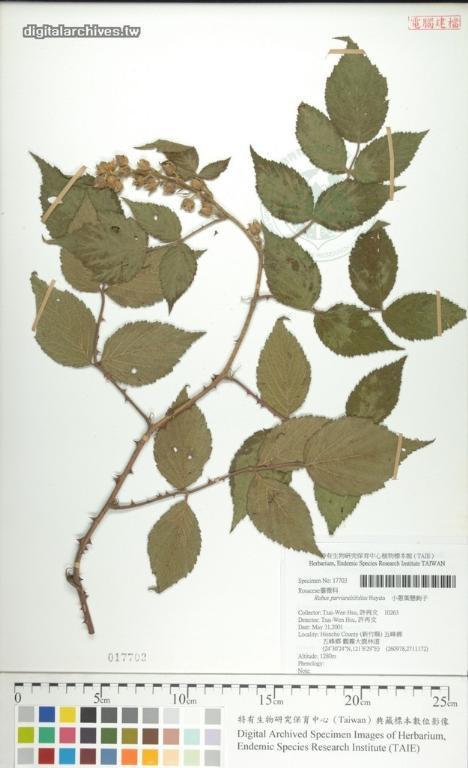 中文種名:小蔥葉懸鉤子學名:Rubus parviaraliifolius Hayata