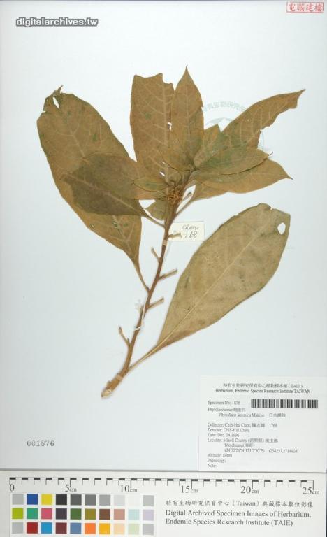 中文種名:日本商陸學名:Phytollaca japonica Makino