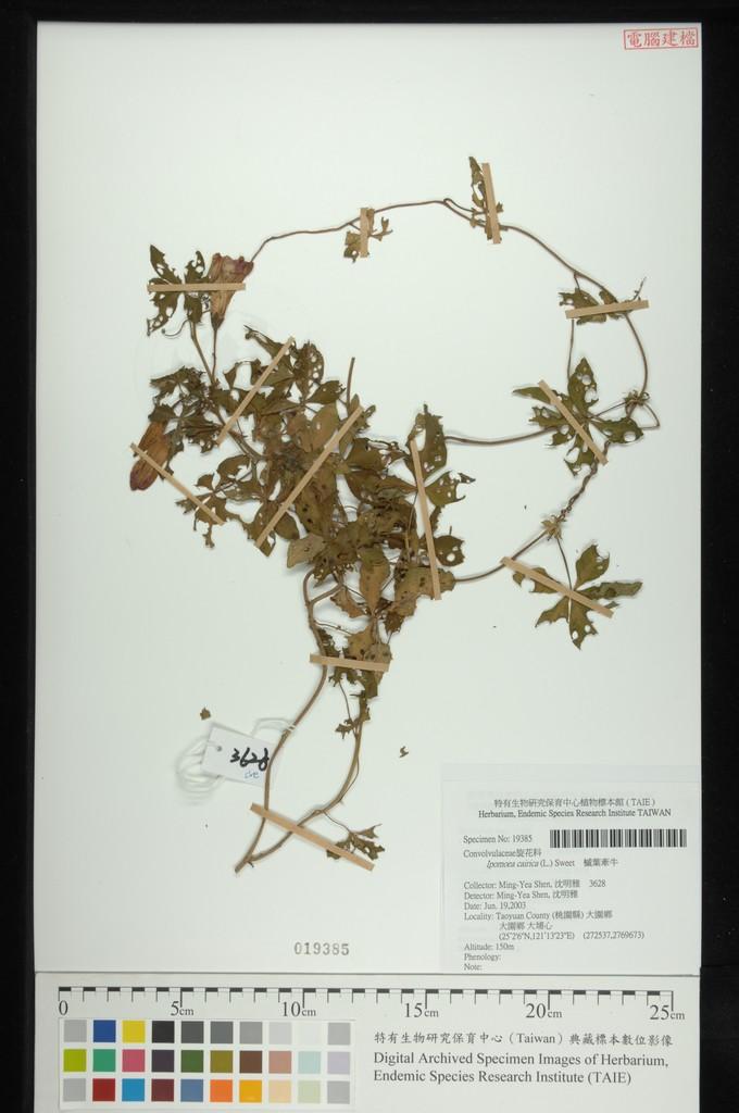 中文種名:槭葉牽牛學名:Ipomoea cairica (L.) Sweet