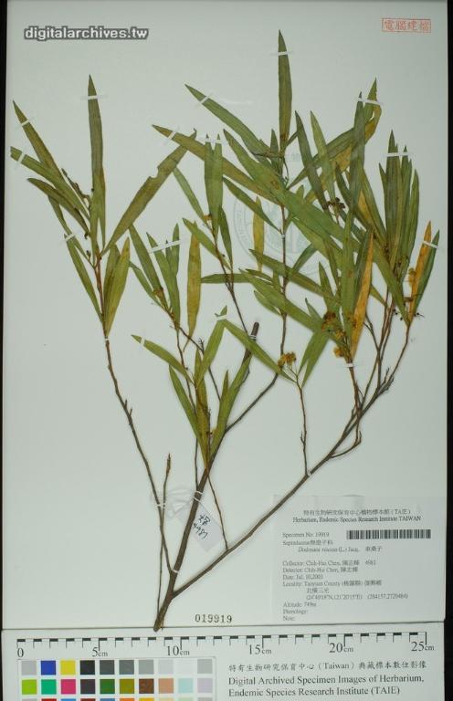 中文種名:車桑子學名:Dodonaea viscosa (L.) Jacq.