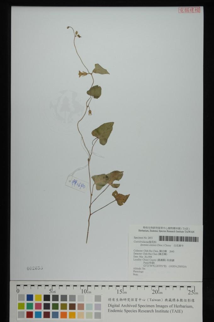 中文種名:白花牽牛學名:Ipomoea sinensis (Desr.) Choisy