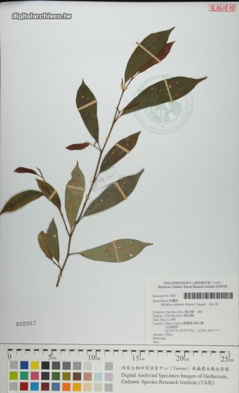 中文種名:烏心石學名:Michelia compressa (Maxim.) Sargent