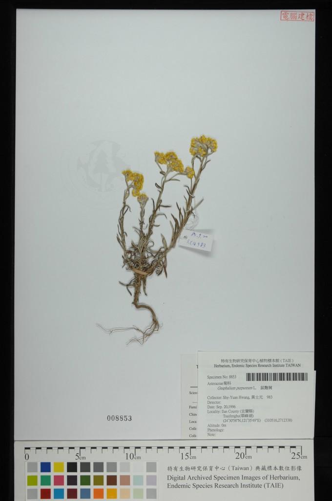 中文種名:鼠麴舅學名:Gnaphalium purpureum L.
