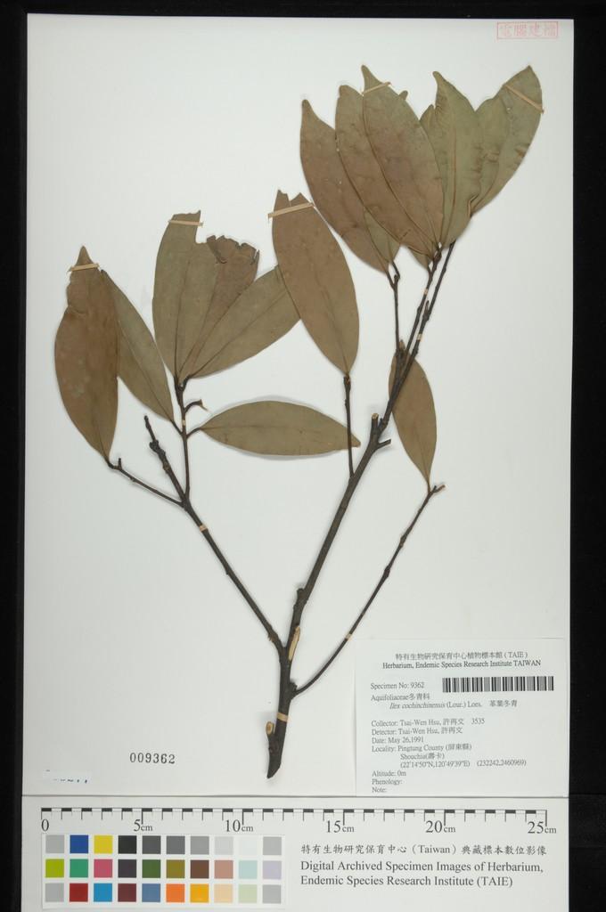 中文種名:革葉冬青學名:Ilex cochinchinensis (Lour.) Loes.