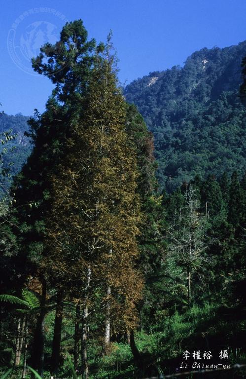 中文種名:水杉學名:Metasequoia glyptostroboides Hu & Cheng