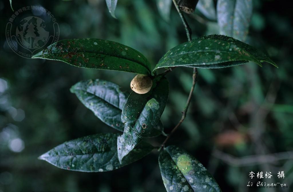 中文種名:垢果山茶學名:Camellia furfuracea (Merr.) Cohen-Stuart