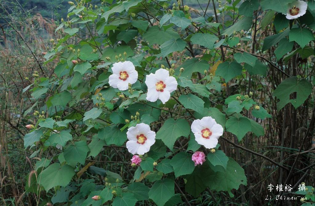 中文種名:山芙蓉學名:Hibiscus taiwanensis Hu