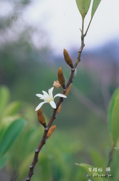 中文種名:蘭嶼烏心石學名:Michelia compressa (Maxim.) Sargent var. lanyuensis Lu