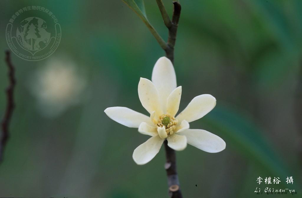中文種名:蘭嶼烏心石學名:Michelia compressa (Maxim.) Sargent var. lanyuensis Lu