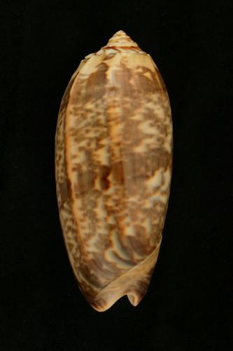 學名:Oliva miniacea miniacea
