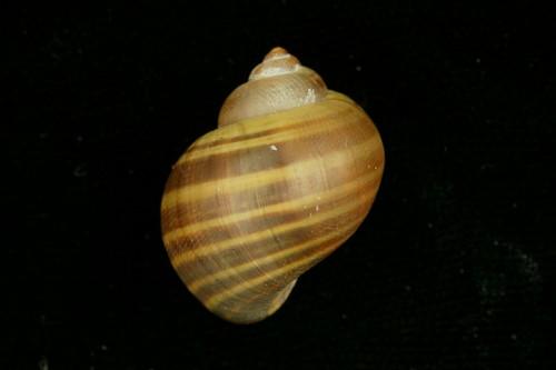 學名:Pomacea canaliculata