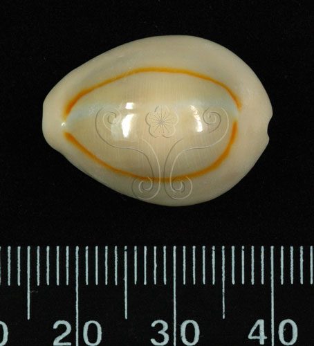 中文名：金環寶螺學名：Cypraea annulus Linnaeus, 1758