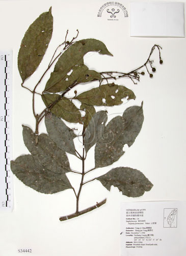 中文名：山香圓英文名：Formosam turpinia學名：Turpinia formosana Nakai