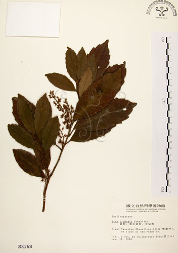 中文名：鼠刺英文名：Formosan Sweetspire學名：Itea oldhamii Schneider