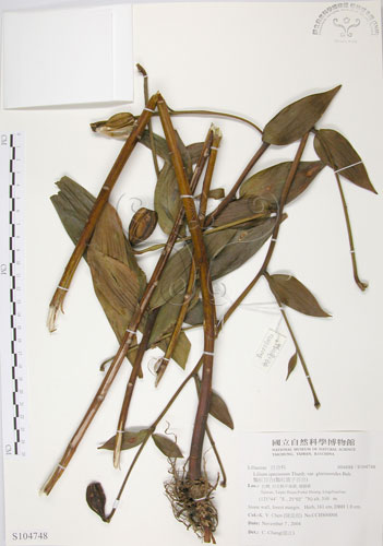 中文名：豔紅百合中文別名：豔紅鹿子百合學名：Lilium speciosum Thunb. var. gloriosoides Bak