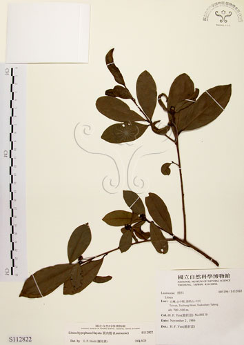 中文名：黃肉樹學名：Litsea hypophaea Hayata