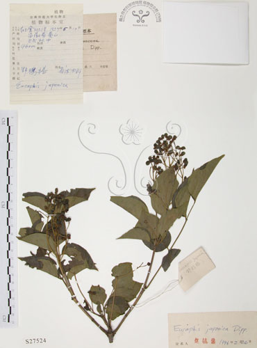 中文名：野鴉椿學名：Euscaphis japonica (Thunb.) Dippel
