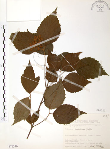 中文名：呂宋莢迷英文名：Luzon Viburnum學名：Viburnum luzonicum Rolfe