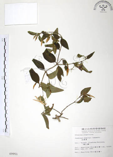 中文名：山素英英文名：Mountain Jasmine學名：Jasminum hemsleyi Yamamoto