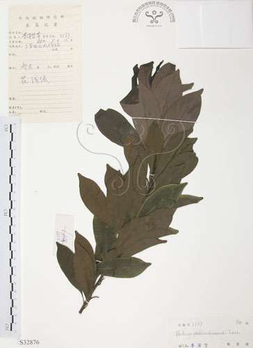 中文名：紅葉樹英文名：Red-leaved Helicia學名：Helicia cochinchinensis Lour