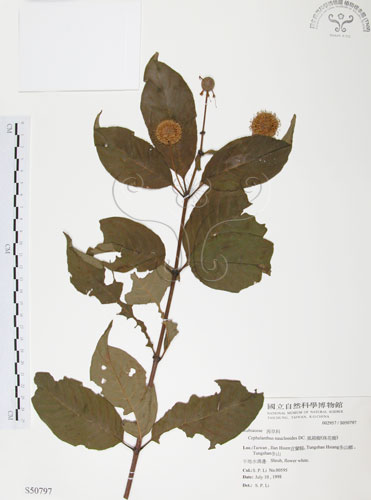 中文名：風箱樹學名：Cephalanthus naucleoides DC