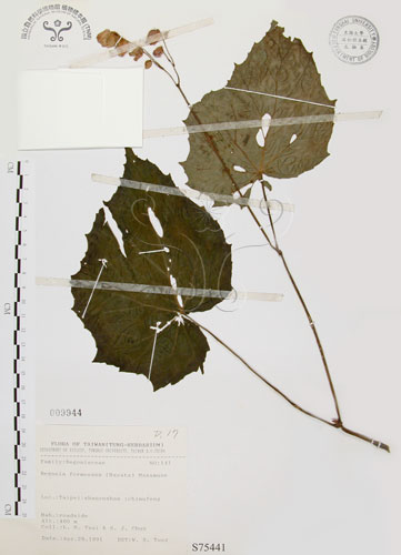 中文名：水鴨腳學名：Begonia formosana (Hayata) Masamune