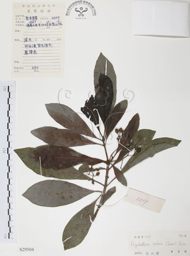 中文名：九節木中文別名：牛屎烏青龍吐霧英文名：Wild Coffee學名：Psychotria rubra (Lour.) Poir