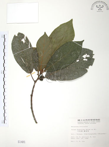 中文名：豬母乳中文別名：水同木英文名：Milk tree學名：Ficus fistulosa Reinw. ex Blume