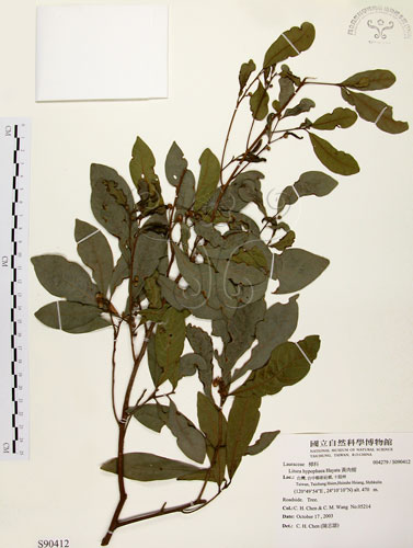 中文名：黃肉樹學名：Litsea hypophaea Hayata