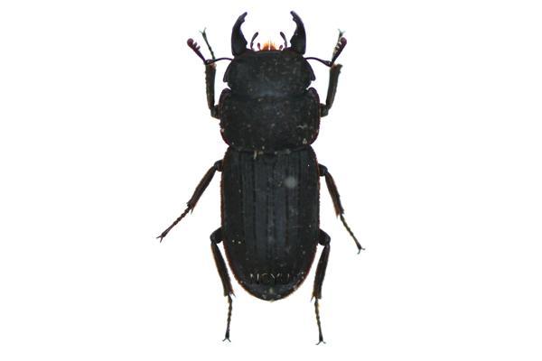 學名:Dorcus taiwanicus Nakane et S.Makino, 1985俗名:台灣銹鍬形蟲、鏽鍬形蟲