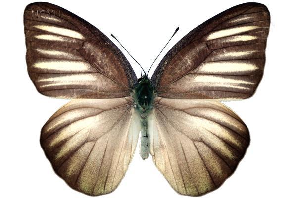 學名:Appias lyncida eleonora Boisduval, 1836俗名:異色尖粉蝶、尋奇尖粉蝶、台灣白蝶、雌紫粉蝶、灰角尖粉蝶、靈奇尖粉蝶