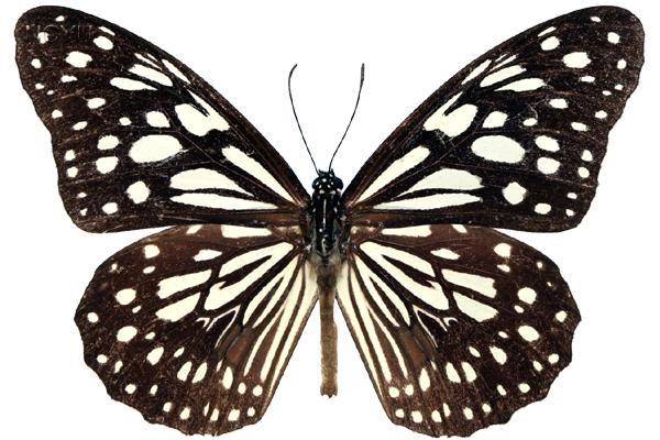 學名:Tirumala limniace Cramer, 1775俗名:淡紋青斑蝶、叉斑蝶、淡色小紋青斑蝶、淡小紋淡青斑蝶、粗紋青斑蝶