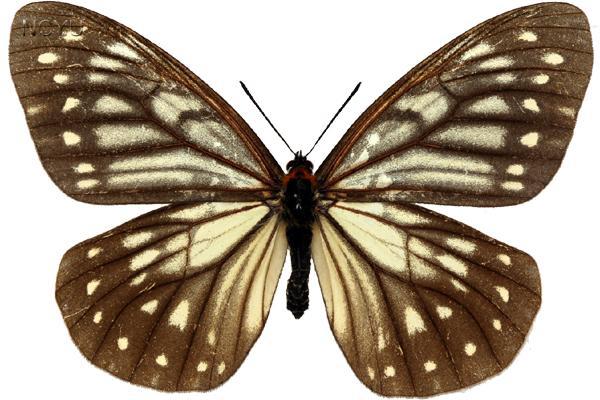 學名:Calinaga buddha formosana Fruhstorfer, 1908俗名:絹蛺蝶、首環蝶、黃領蛺蝶、黃領蝶