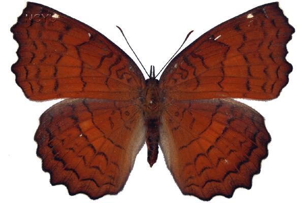 學名:Ariadne ariadne pallidior Fruhstorfer, 1899俗名:波蛺蝶、篦麻蝶、菎麻蛺蝶、波緣蓖麻蛺蝶