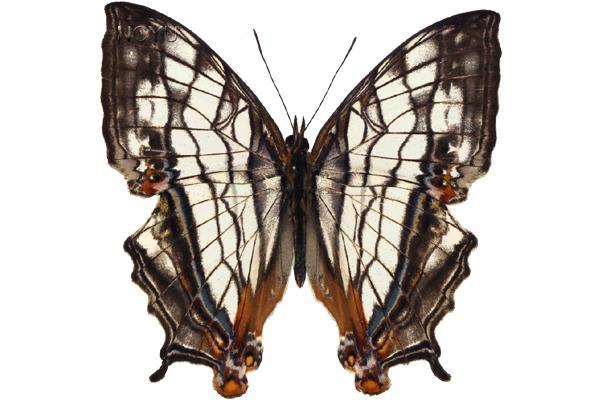 學名:Cyrestis thyodamas formosana Fruhstorfer, 1898俗名:網絲蛺蝶地圖蝶、崖胥、黑緣絲紋蛺蝶