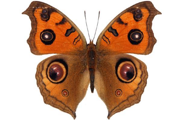 學名:Junonia almana Linnaeus, 1758俗名:眼蛺蝶、簑衣蛺蝶、美眼蛺蝶、擬蛺蝶、孔雀紋挾蝶