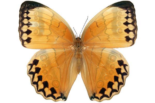 學名:Stichophthalma howqua formosana Fruhstorfer, 1908俗名:箭環蝶、環蝶、鳳梨蝶