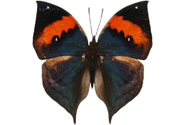 學名:Kallima inachis formosana Fruhstorfer, 1912俗名:木葉蝶、枯葉蛺蝶