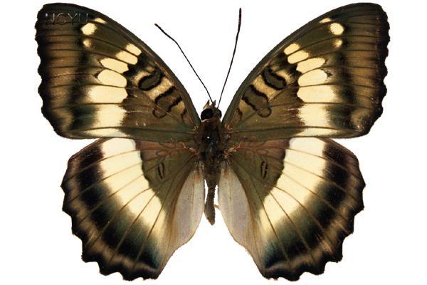 學名:Euthalia formosana Fruhstorfer, 1908俗名:台灣翠蛺蝶、高砂綠一文字蝶、臺灣綠一字蝶、臺灣蛺蝶