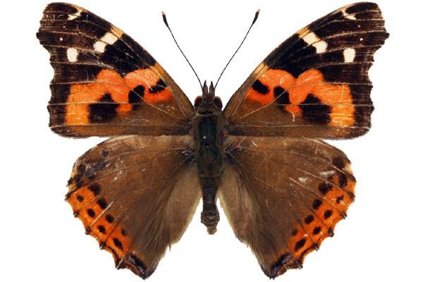 學名:Vanessa indica Herbst, 1794俗名:大紅蛺蝶、橙蛺蝶、印度赤蛺蝶